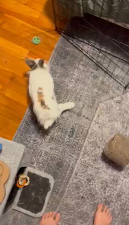 Enlarge Gabby, a Adoptable Lionhead in New York, NY video 5/5