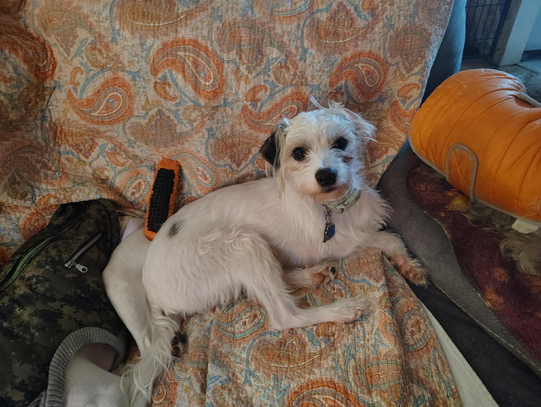 Courtesy Post - Tazwell, ADOPTABLE, Puppy Male Shih Tzu.