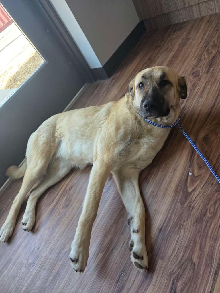 Maggie, Adoptable, Young Female Anatolian Shepherd.