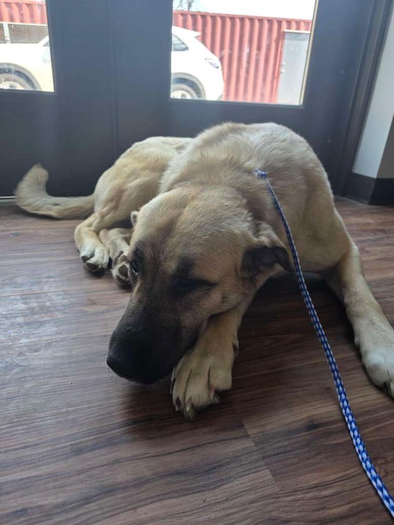 Enlarge Maggie, a Adoptable Anatolian Shepherd in Erwin, TN image 2/2