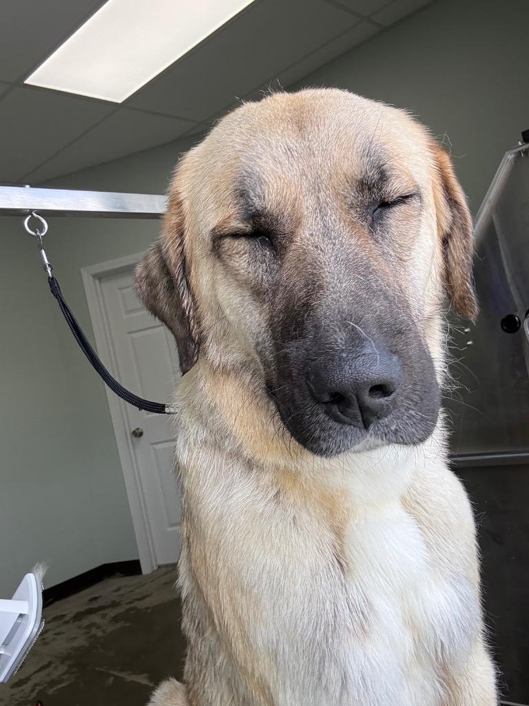 Enlarge Maggie, a Adoptable Anatolian Shepherd in Erwin, TN image 3/4