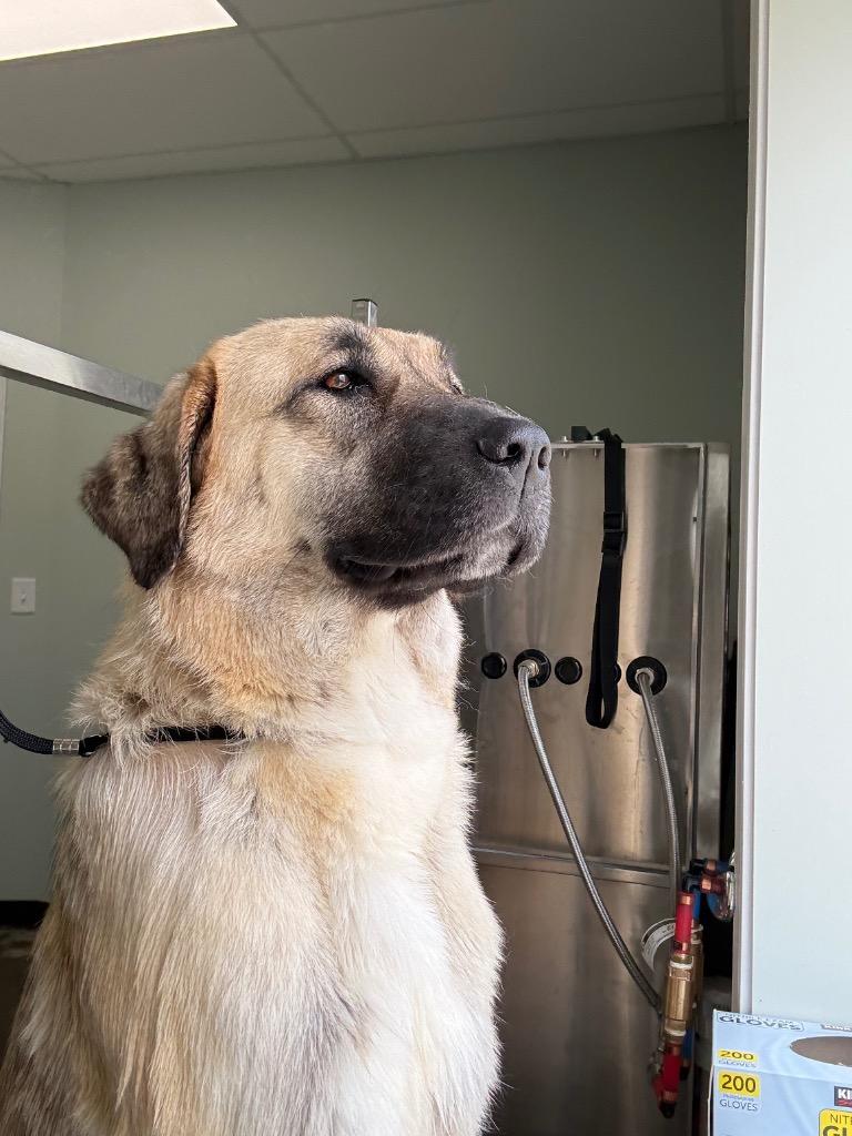 Enlarge Maggie, a Adoptable Anatolian Shepherd in Erwin, TN image 4/4