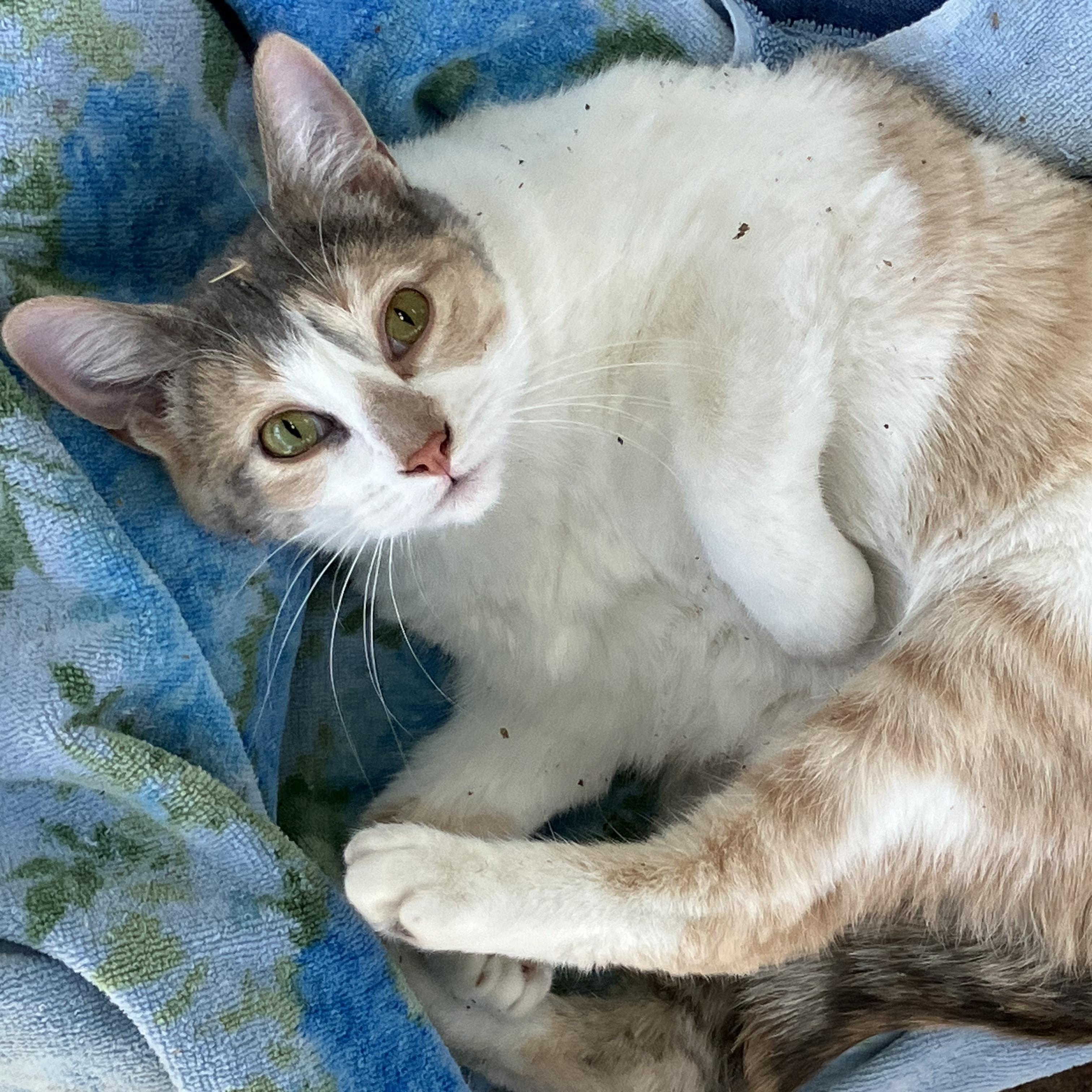 Vanessa - Always Sweet & Happy, an adoptable Tabby in Beaufort, MO, 63013 | Photo Image 1