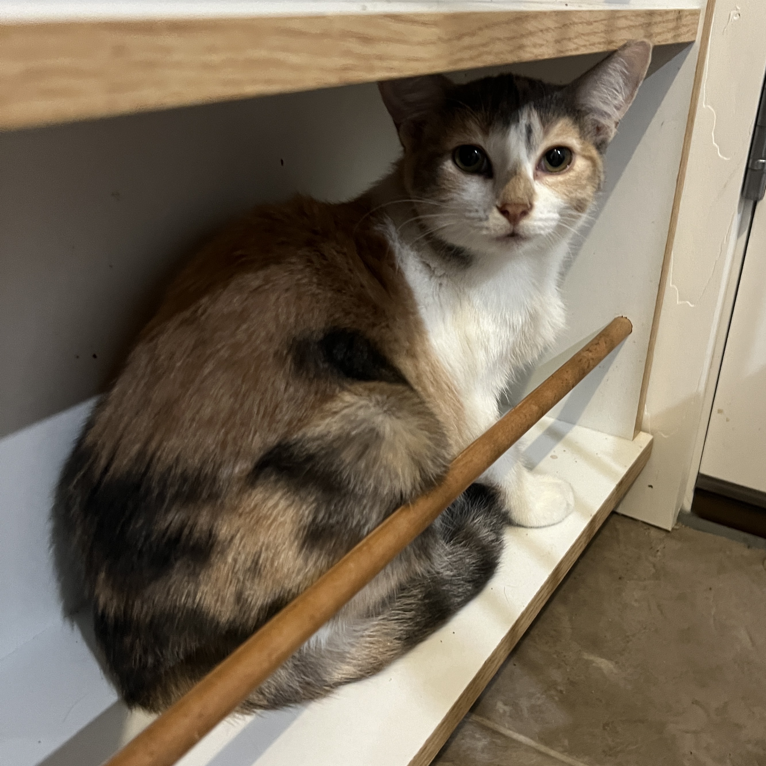 Vanessa - Always Sweet & Happy, an adoptable Tabby in Beaufort, MO, 63013 | Photo Image 5