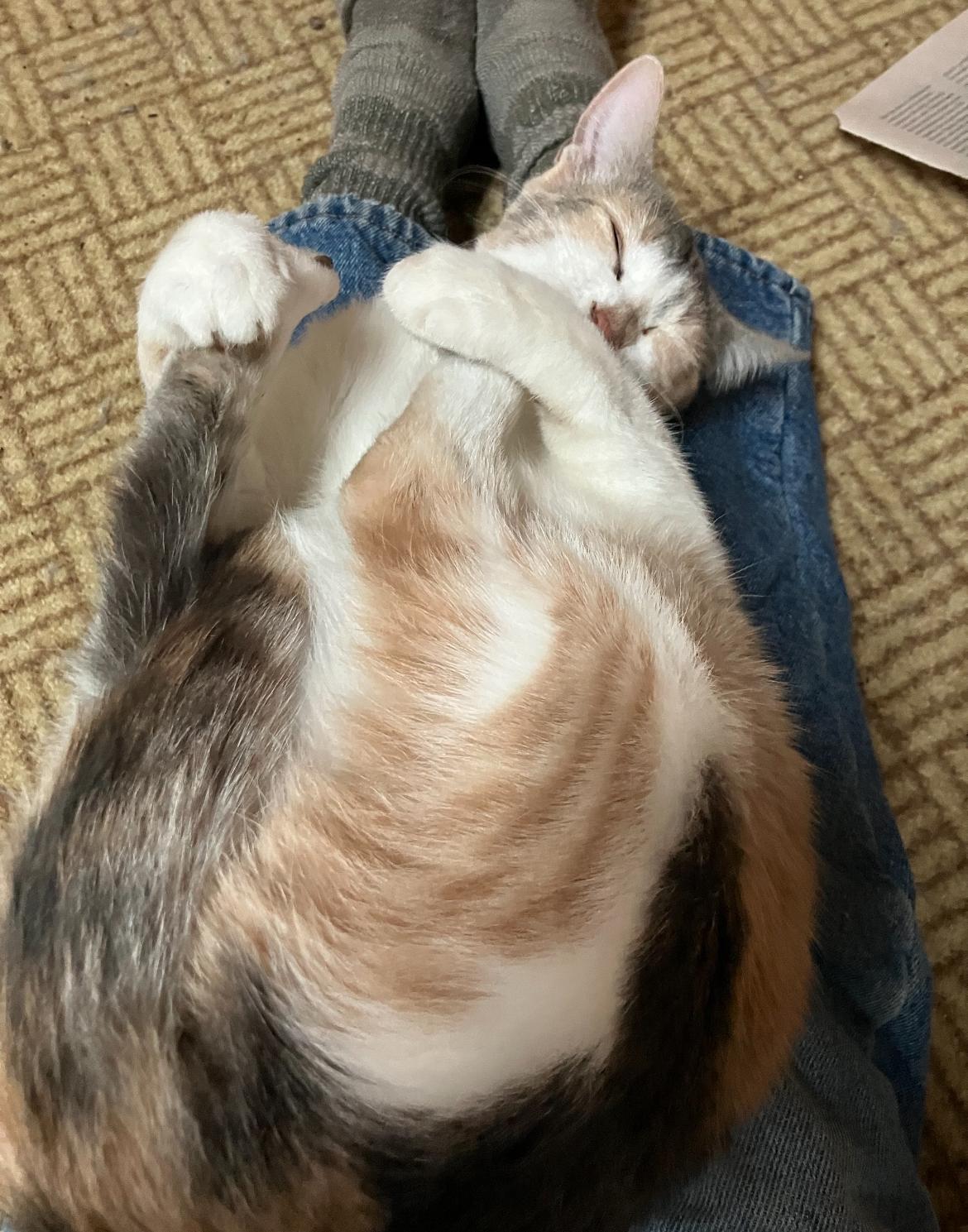 Vanessa - Always Sweet & Happy, an adoptable Tabby in Beaufort, MO, 63013 | Photo Image 3