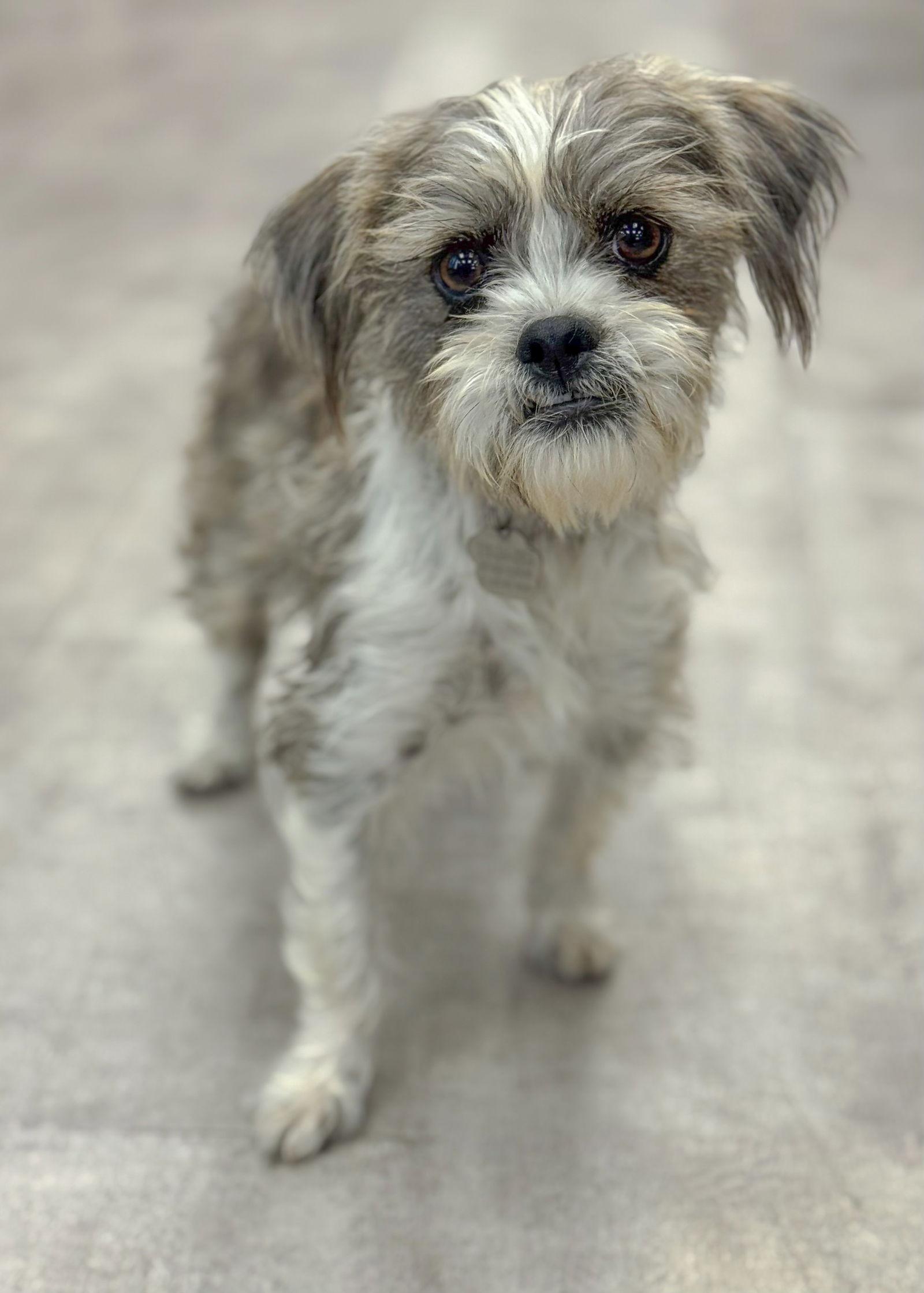 Mia Mama, Adopted, Adult Female Shih Tzu & Schnauzer.
