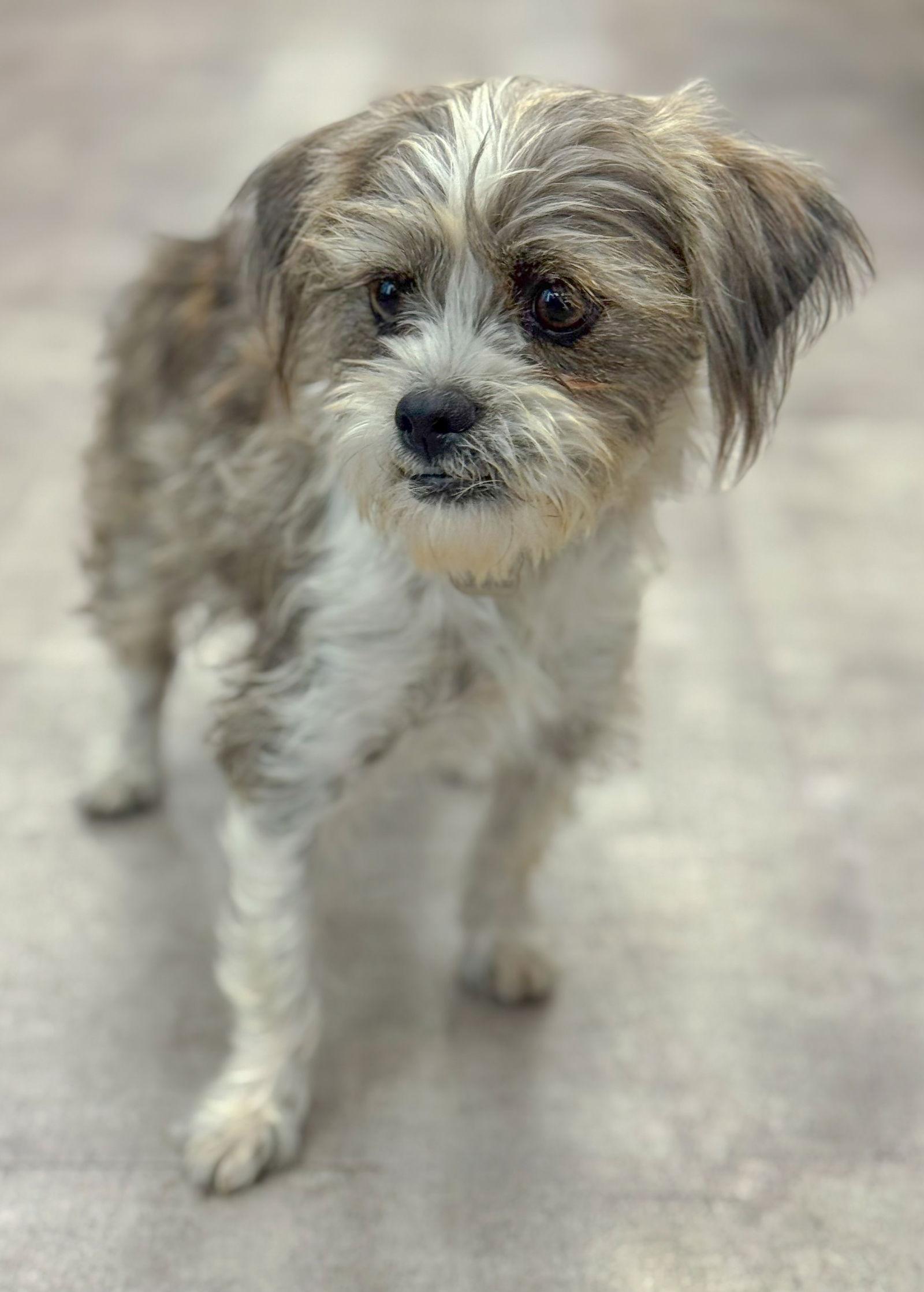 Mia Mama, a Adopted mixed breed in Helotes, TX image 3/3