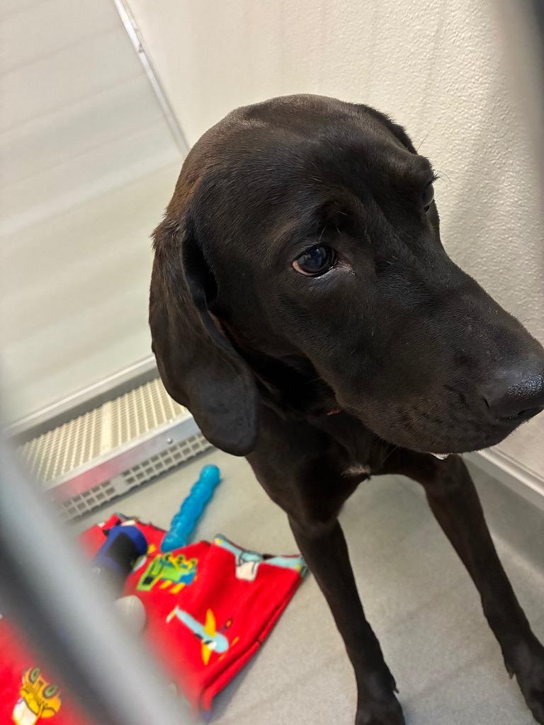 Enlarge Charlene, a Adoptable German Shorthaired Pointer in Bryant, AR image 1/1