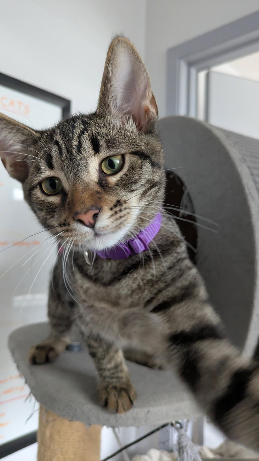 Fava, ADOPTABLE, Kitten Male Domestic Short Hair.