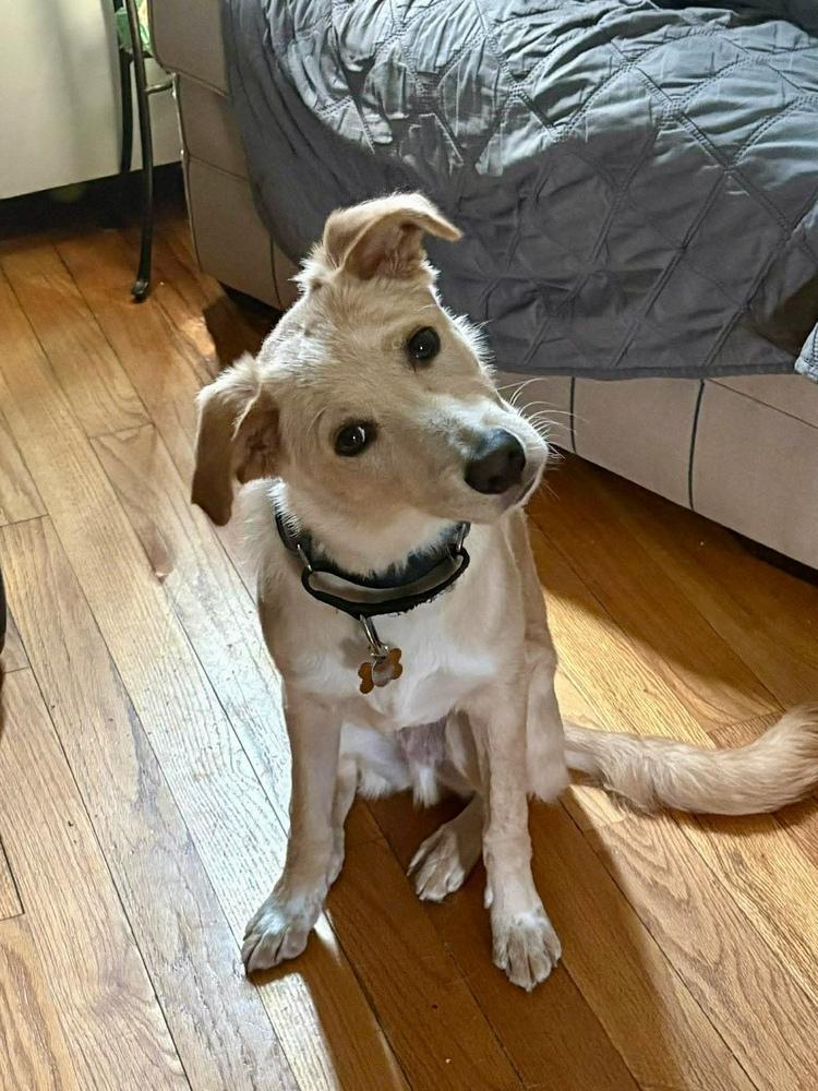 Sugar, Adoptable, Puppy Male Mixed Breed.