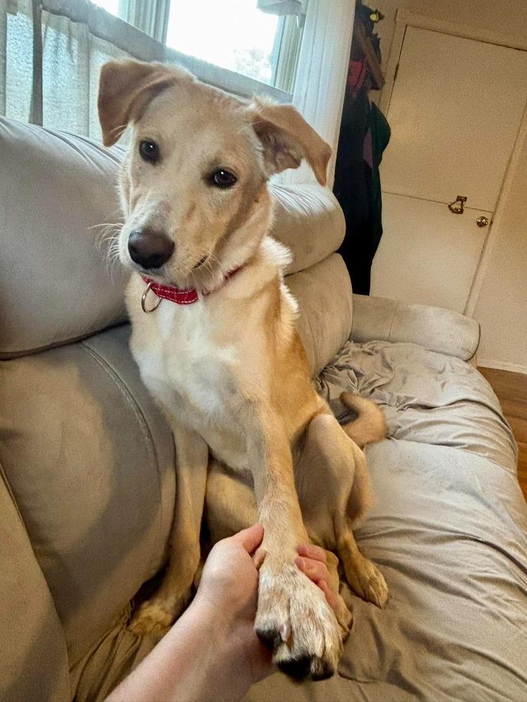 Enlarge Sugar, a Adoptable mixed breed in Valley Stream, NY image 2/6