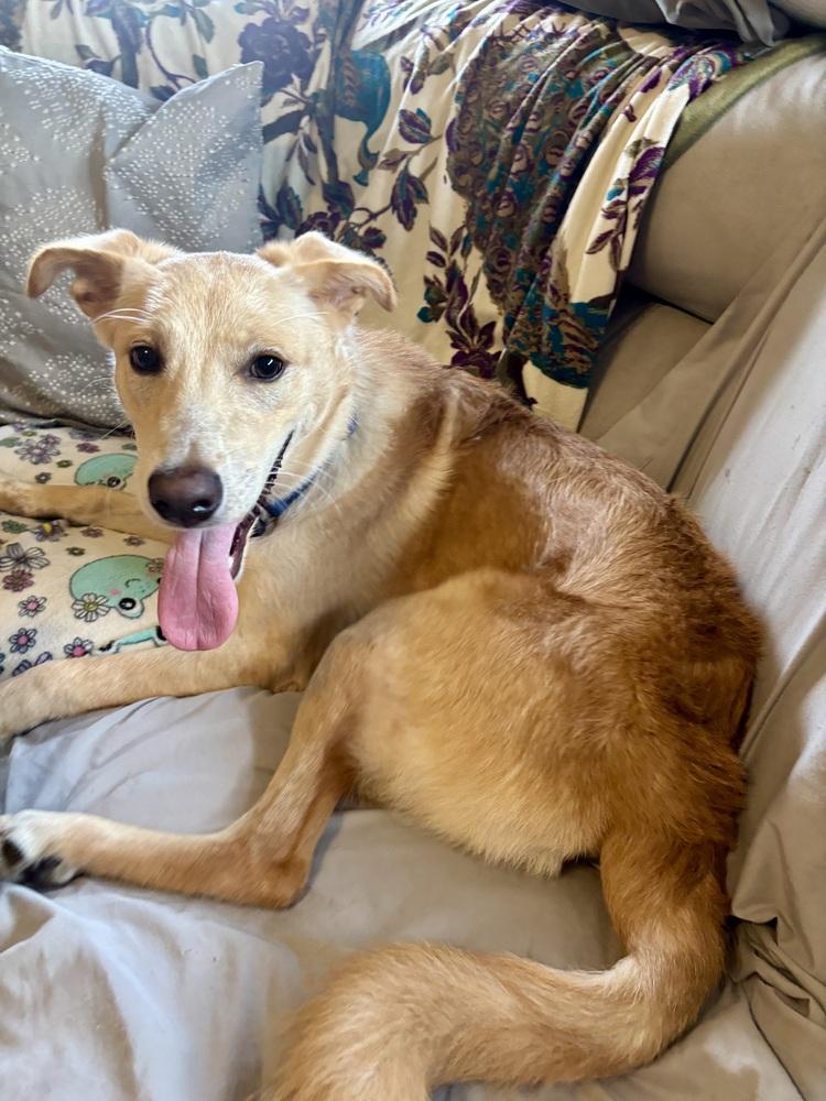 Enlarge Sugar, a Adoptable mixed breed in Valley Stream, NY image 3/6