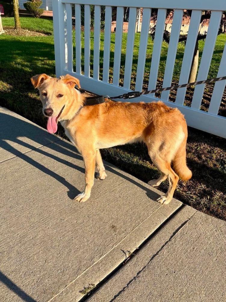 Enlarge Sugar, a Adoptable mixed breed in Valley Stream, NY image 5/6