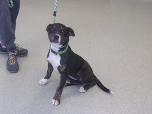 Rosie, an adoptable Labrador Retriever in Manchester, TN, 37355 | Photo Image 2