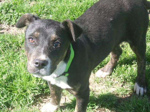 Rosie, Adult Female Labrador Retriever