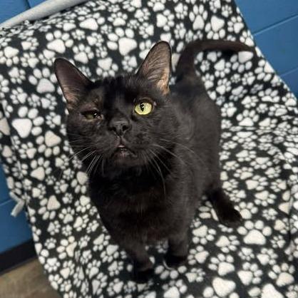 Enlarge Onyx, a Adoptable Domestic Short Hair in Shinnston, WV image 1/1