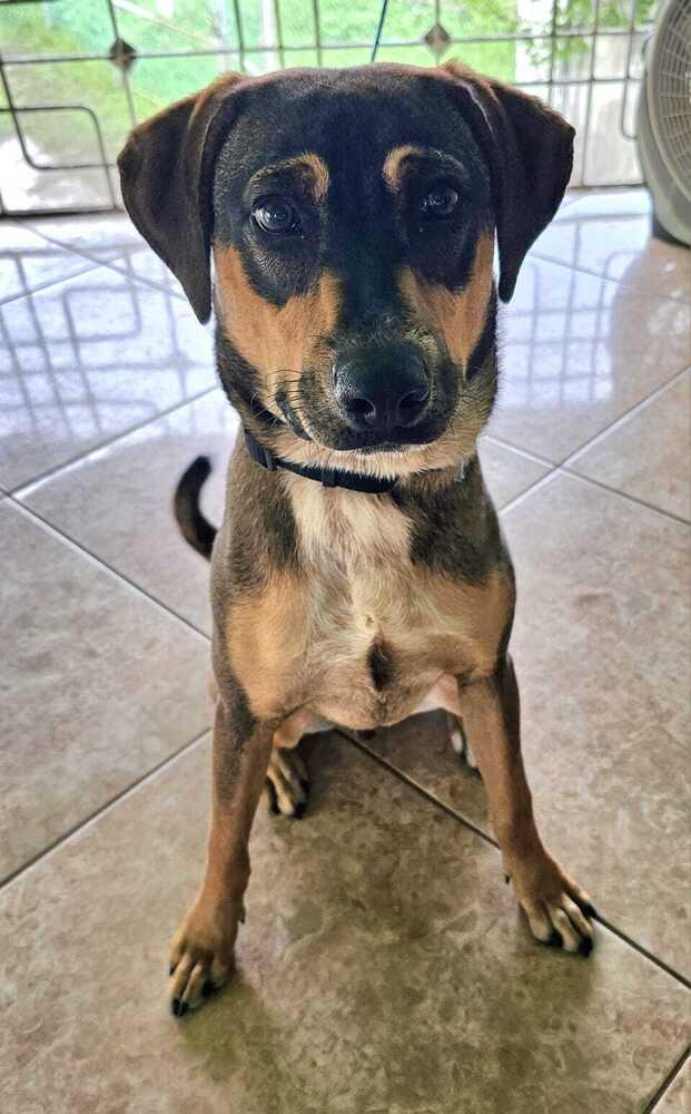 Pancho, Adoptable, Young Male Labrador Retriever & Mixed Breed.