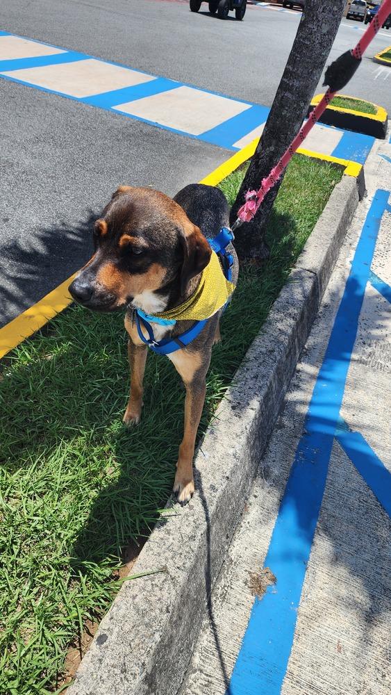 Pancho, Adoptable, Young Male Labrador Retriever & Mixed Breed.