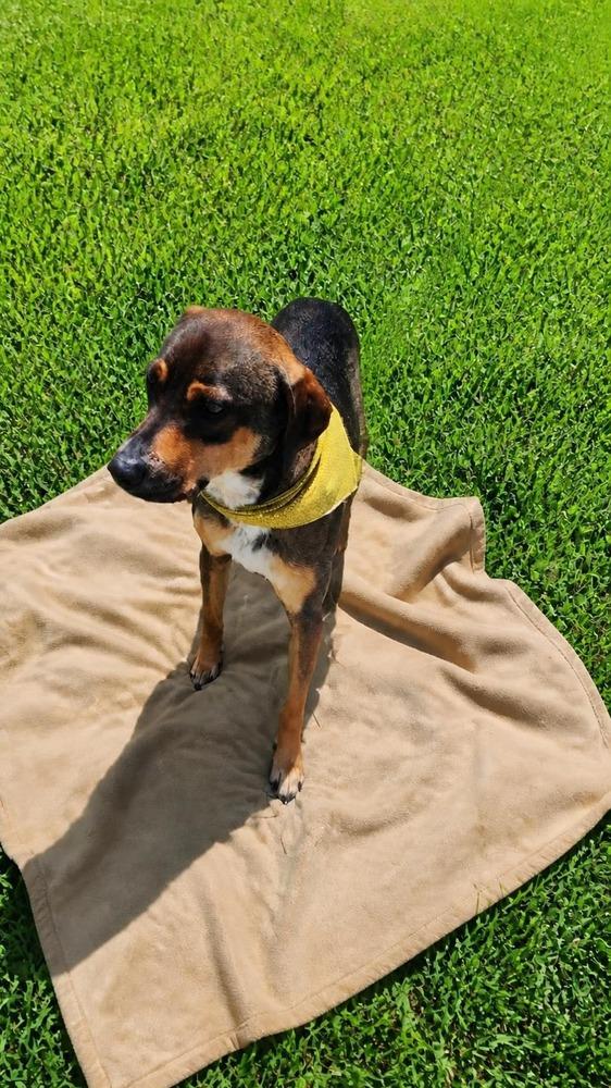 Pancho, Adoptable, Young Male Labrador Retriever & Mixed Breed.