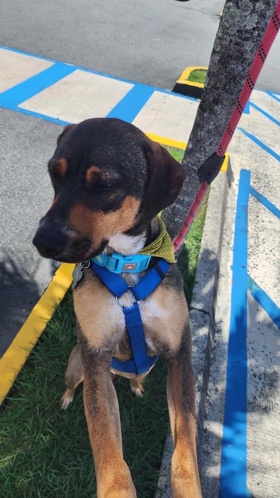 Enlarge Pancho, a Adoptable mixed breed in Naranjito, PR image 2/6