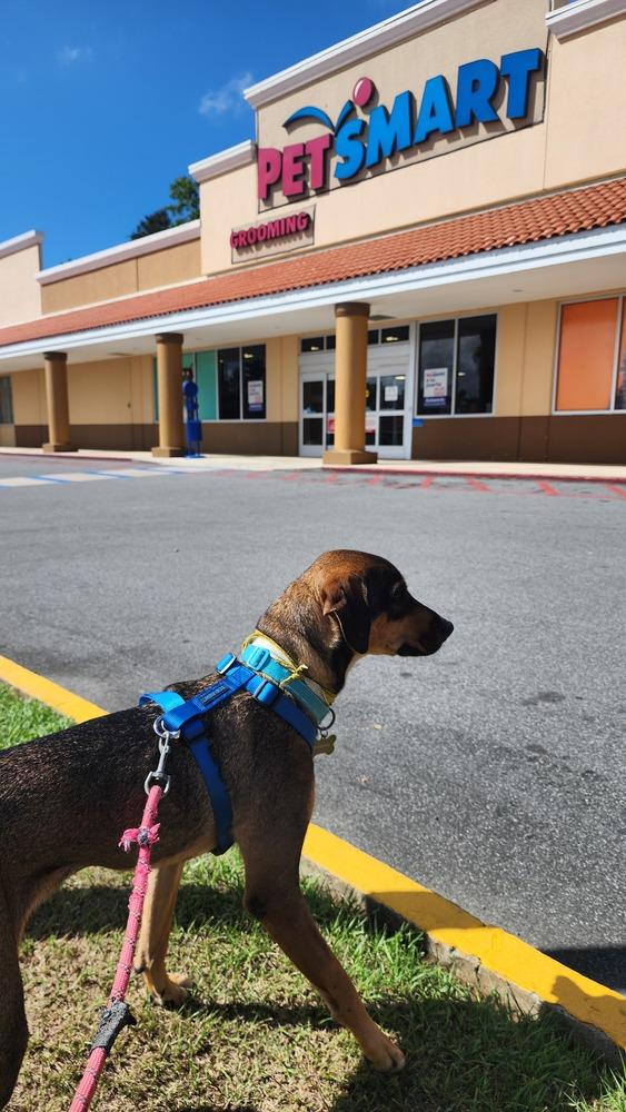 Enlarge Pancho, a Adoptable mixed breed in Naranjito, PR image 3/6