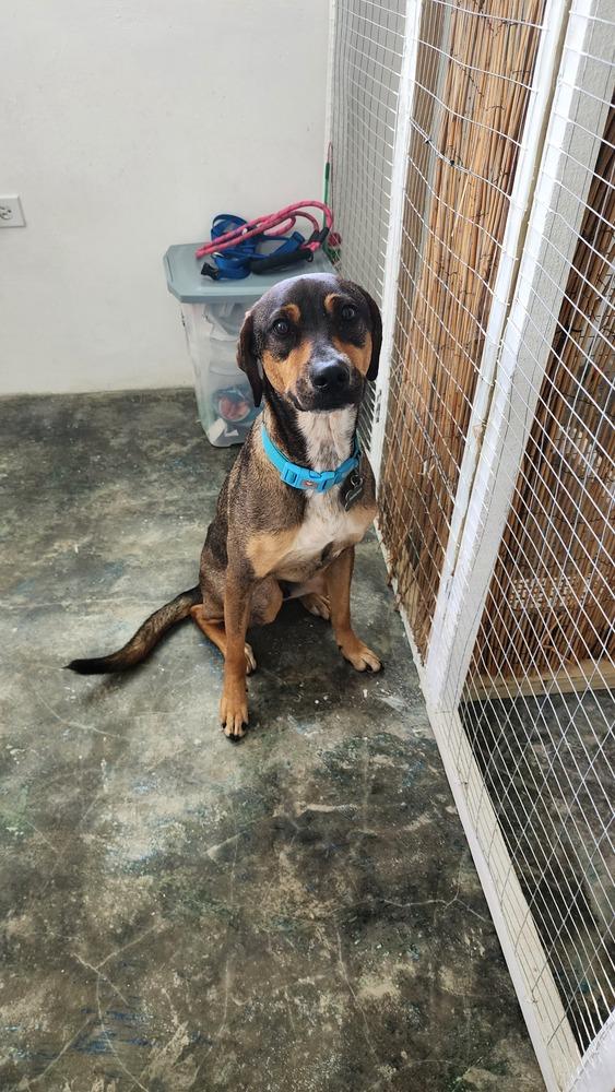 Enlarge Pancho, a Adoptable mixed breed in Naranjito, PR image 5/6