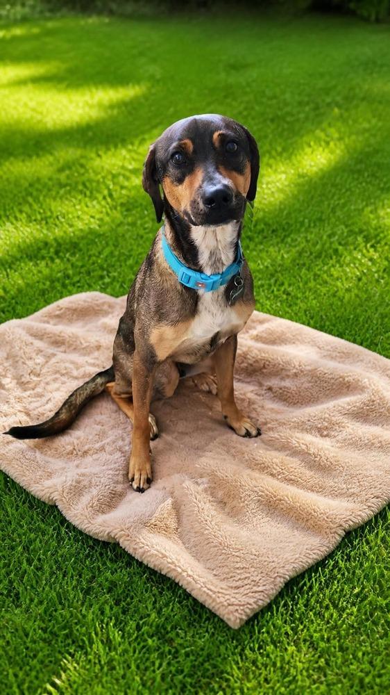 Pancho, a Adoptable mixed breed in Naranjito, PR image 4/6