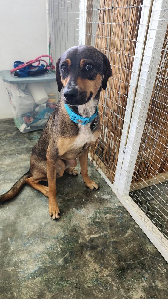 Enlarge Pancho, a Adoptable mixed breed in Naranjito, PR image 6/6