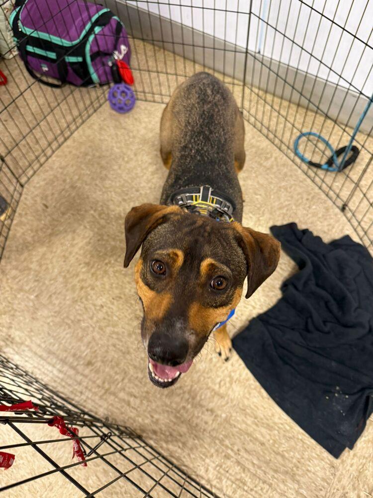 Enlarge Pancho, a Adoptable mixed breed in Naranjito, PR image 5/6