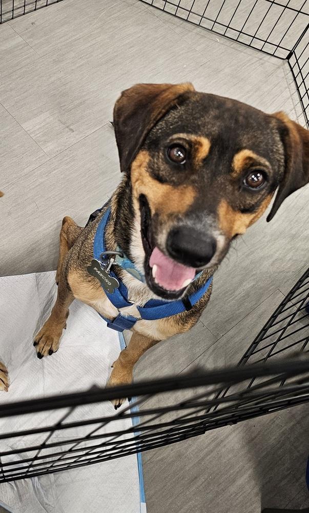 Enlarge Pancho, a Adoptable mixed breed in Naranjito, PR image 6/6