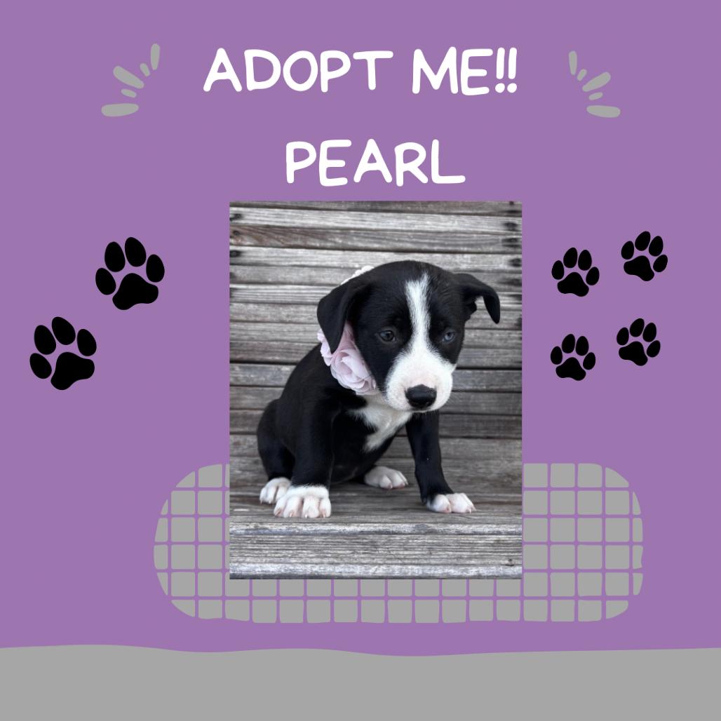 Pearl, an adopted mixed breed in East Syracuse, NY image 1/2