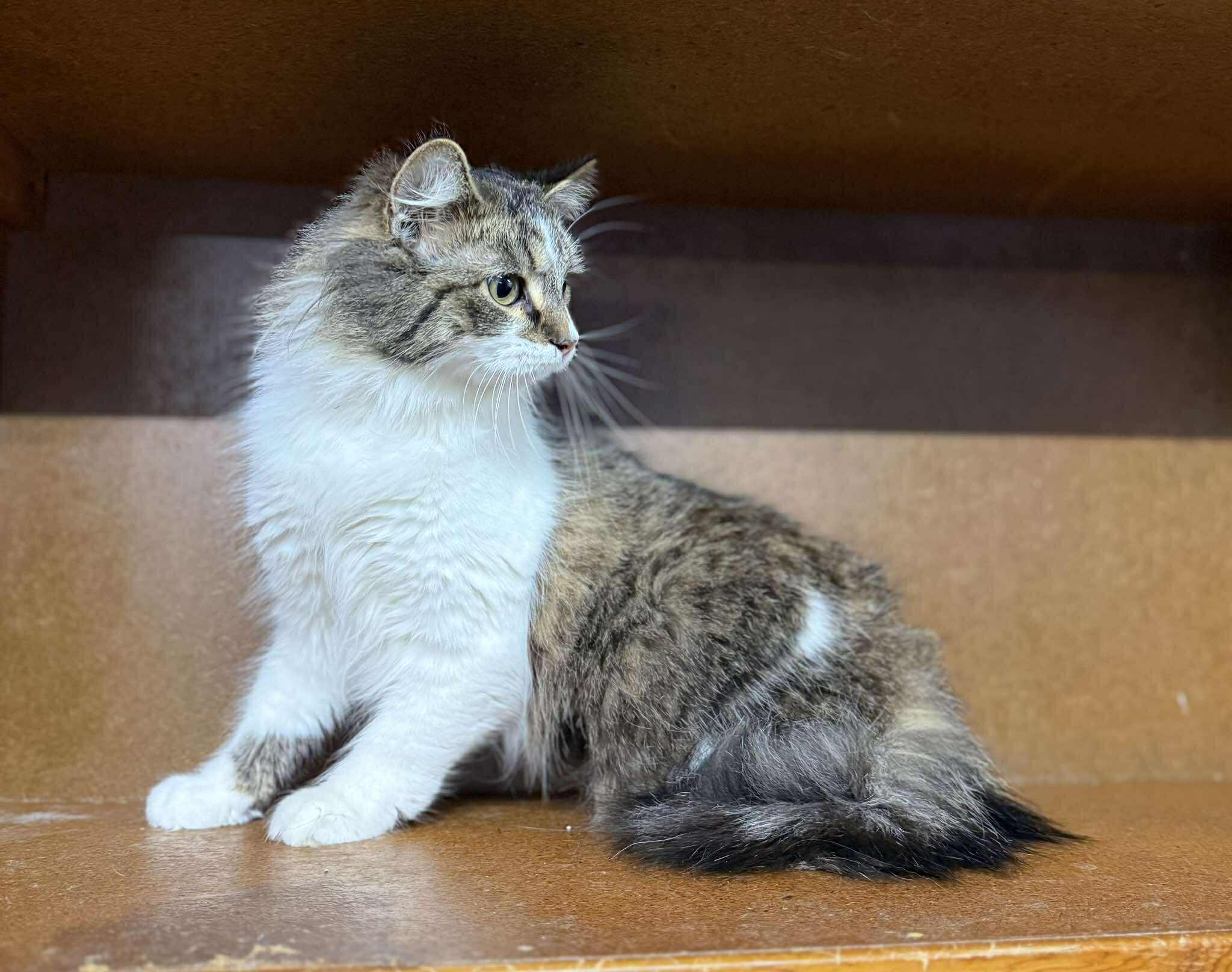 Madison — thumbnail 2