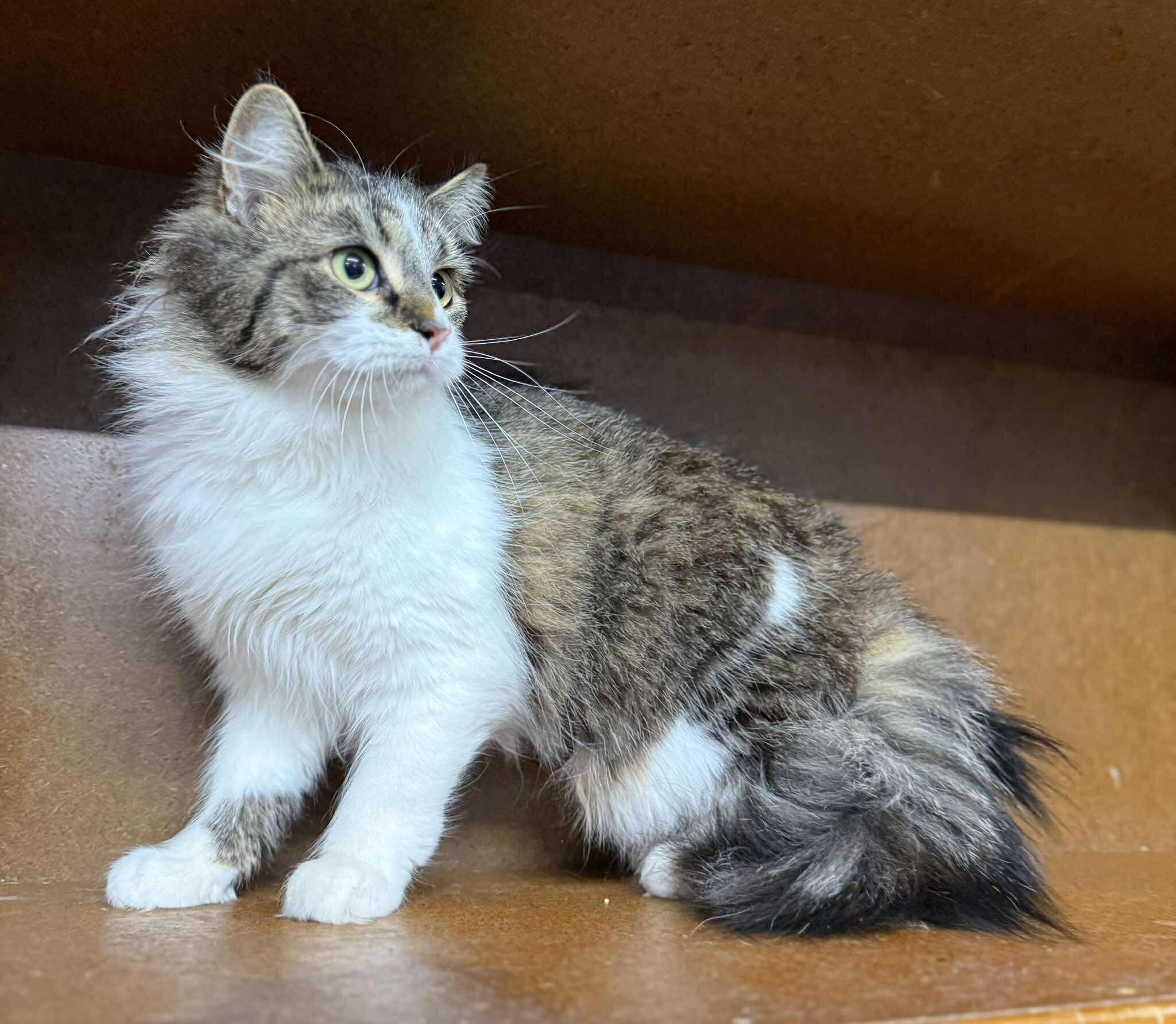 Madison — thumbnail 3