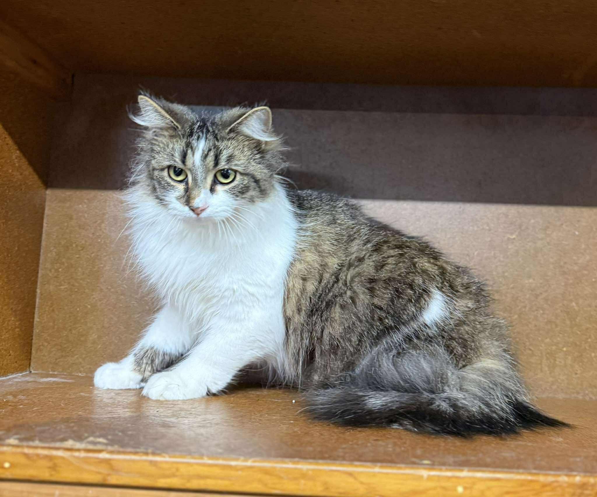 Madison — thumbnail 4