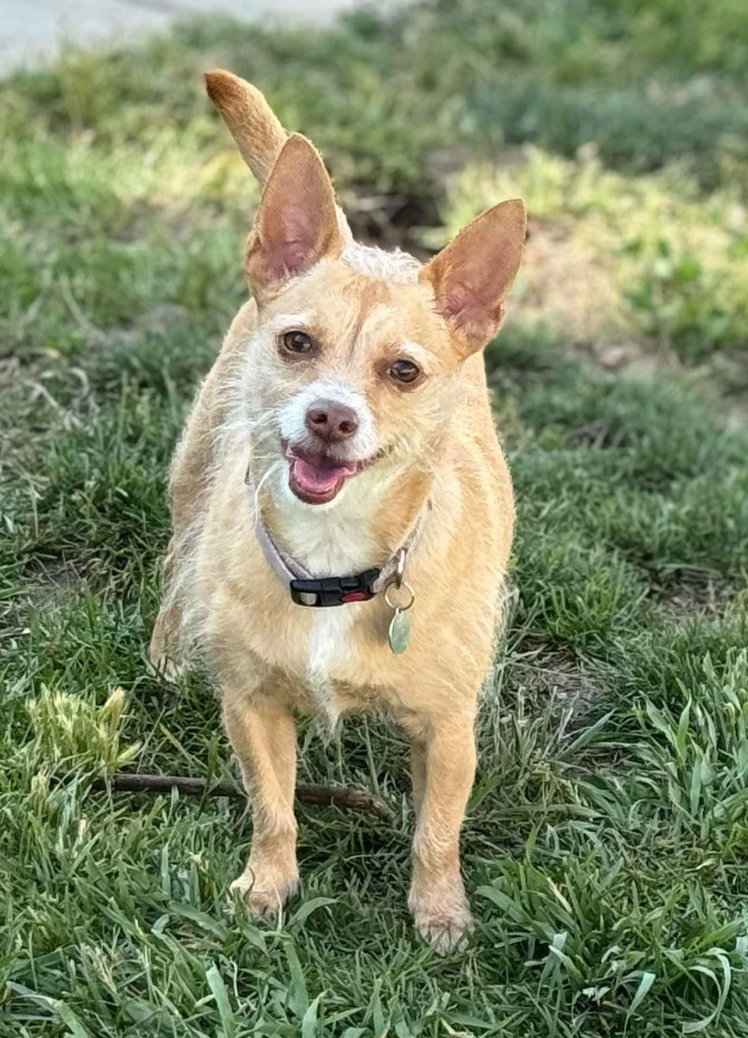 Iris, Adoptable, Adult Female Terrier.