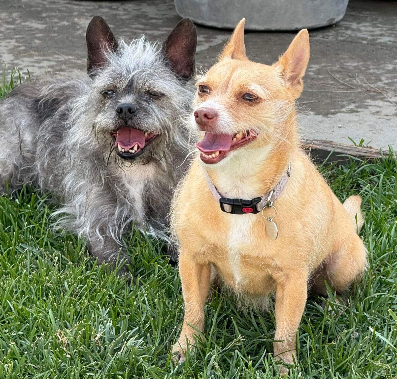 Enlarge Iris, a Adoptable Terrier in La Verne, CA image 2/3