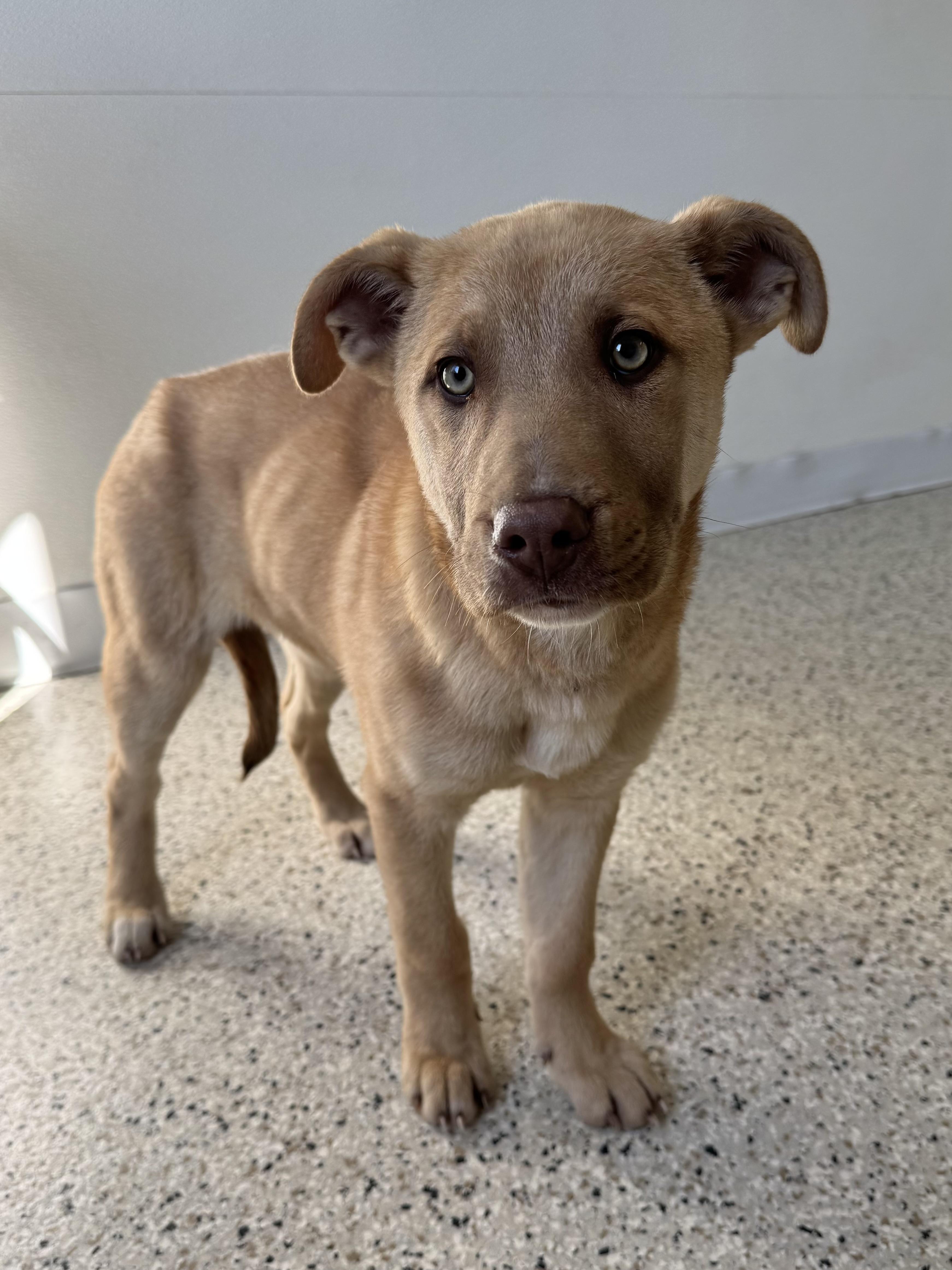 Salami, adopted, Young Male Labrador Retriever.