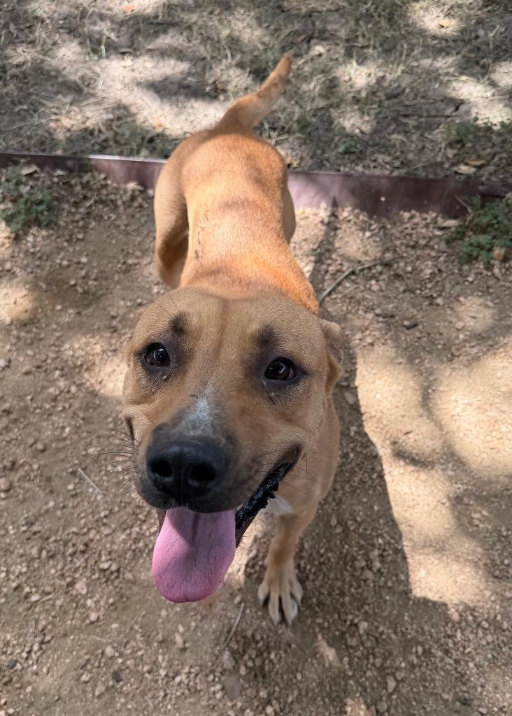 Billy, Adoptable, Adult Male Black Mouth Cur.