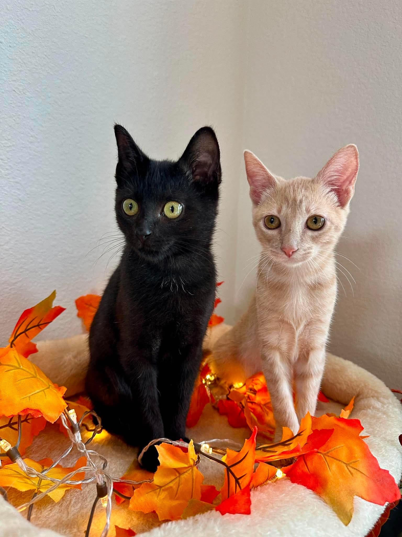 Expresso - Sweet and affectionate, an adopted Domestic Short Hair in Waukesha, WI image 1/6