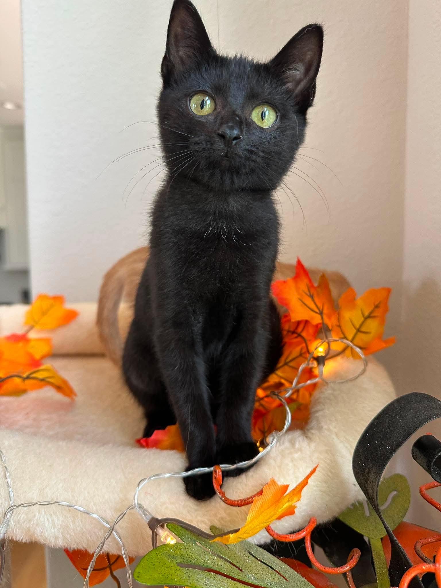 Expresso - Sweet and affectionate, an adopted Domestic Short Hair in Waukesha, WI image 2/6