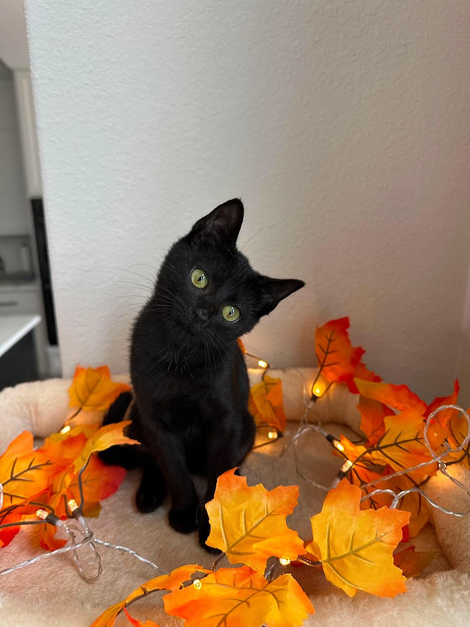 Expresso - Sweet and affectionate, an adopted Domestic Short Hair in Waukesha, WI image 5/6