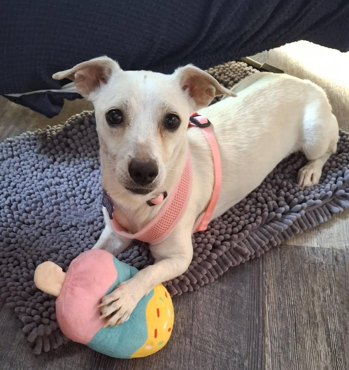 Gertie, ADOPTABLE, Adult Female Jack Russell Terrier & Rat Terrier.