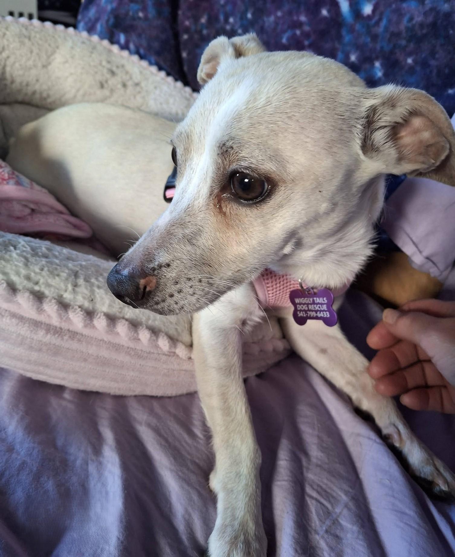 Enlarge Gertie, a ADOPTABLE mixed breed in Eugene, OR image 3/4