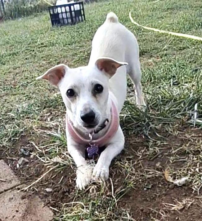 Enlarge Gertie, a ADOPTABLE mixed breed in Eugene, OR image 2/4
