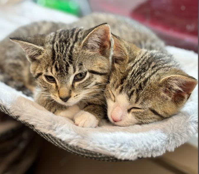 Enlarge BELLE, an adoptable mixed breed in Carroll, OH image 2/6