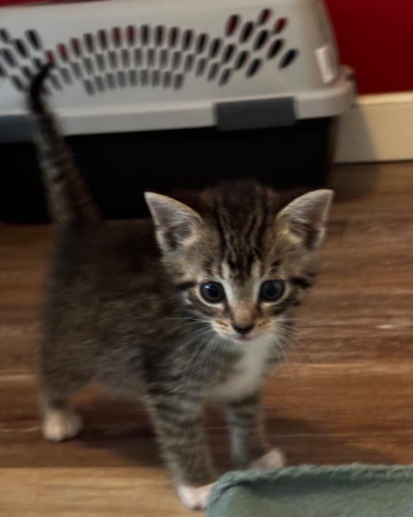 Enlarge Christmas Kittens , a Adoptable mixed breed in Carroll, OH image 3/4