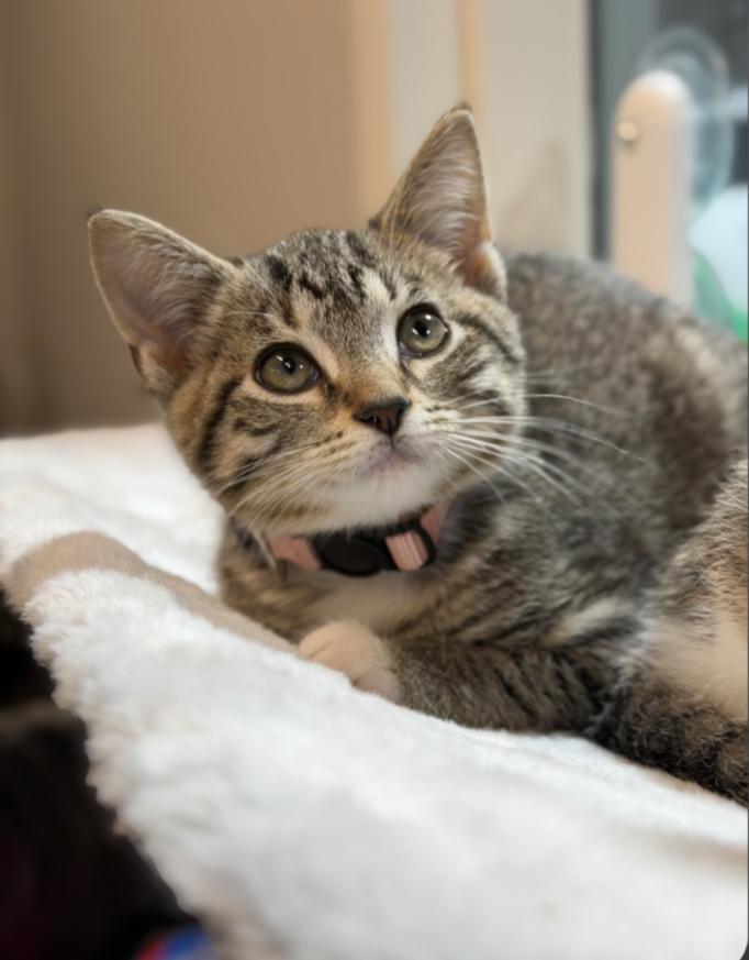 Enlarge BELLE, an adoptable mixed breed in Carroll, OH image 1/6