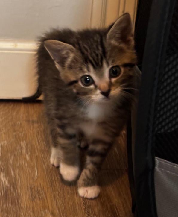 Christmas Kittens , Adoptable, Kitten Female Tiger & Tuxedo.