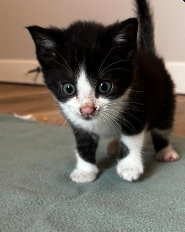 Enlarge Christmas Kittens , a Adoptable mixed breed in Carroll, OH image 2/4