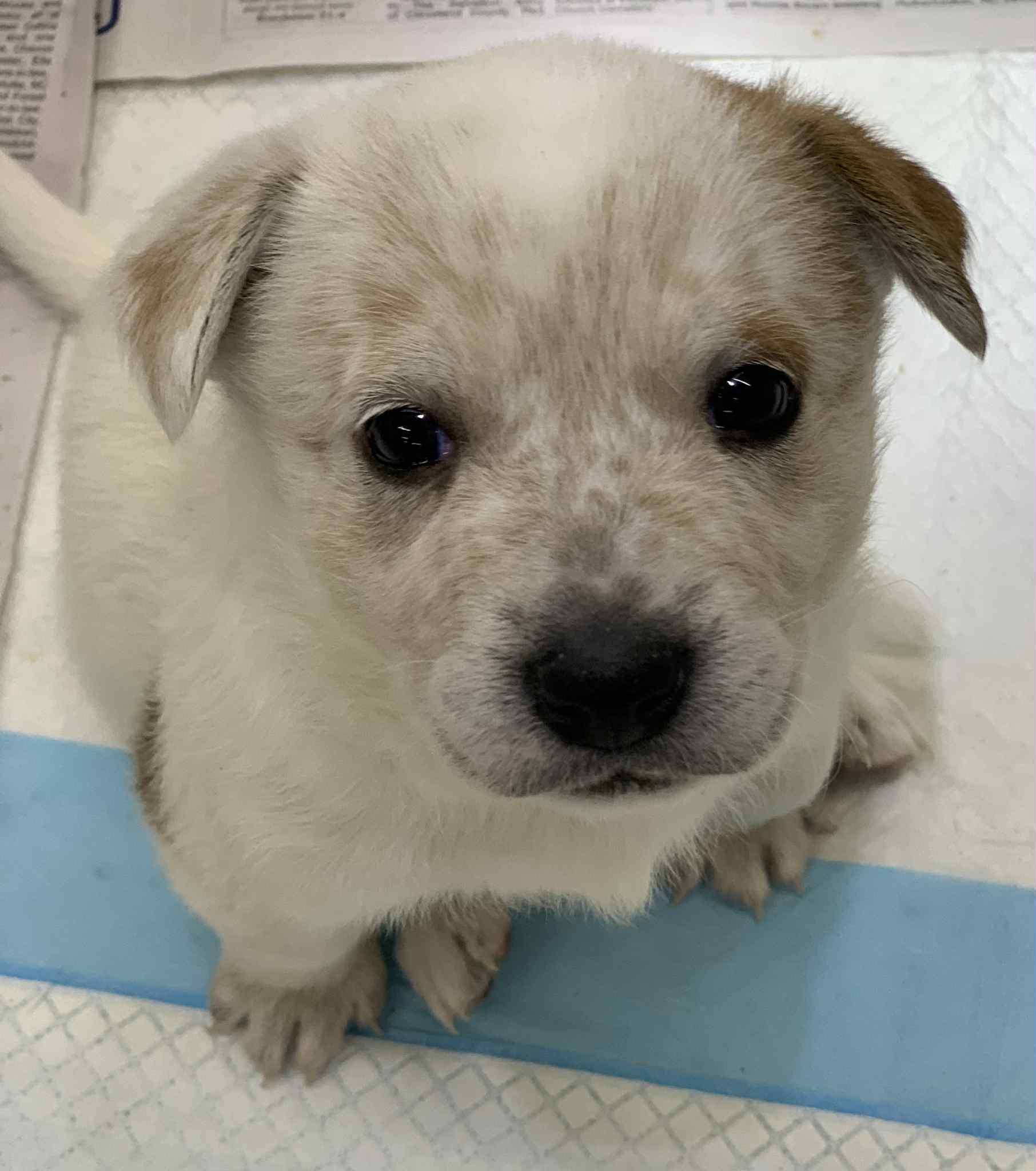 Peanut, adopted, Puppy Female Australian Cattle Dog / Blue Heeler & Beagle.